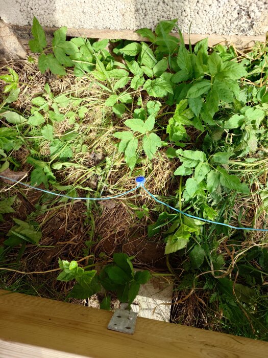 En begränsningskabel lagad med blå koppling löper över en yta med gröna växter och jord, intill en vit byggnadsvägg.