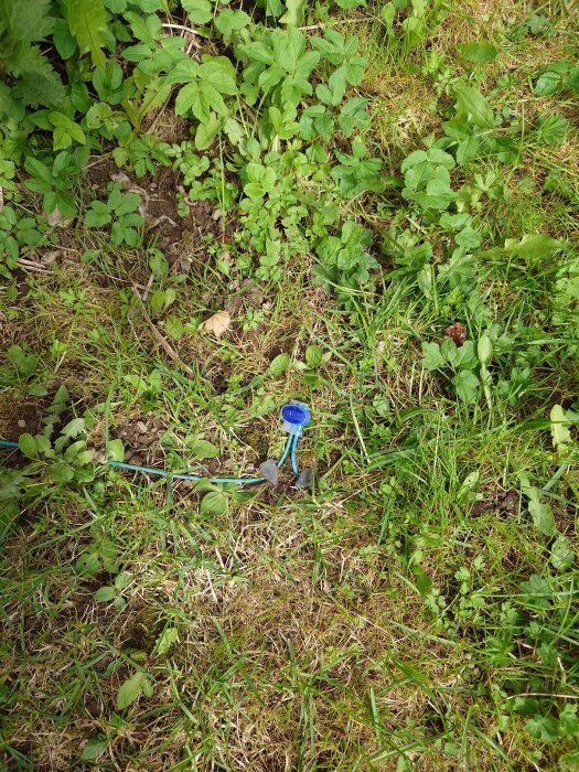 Gräs med lagad begränsningskabel för gräsklippare, med en blå kontaktdon, omgiven av olika små växter.