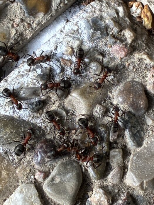 Flera myror kryper på en stenig yta, troligtvis på baksidan av ett hus, enligt inläggskontexten.