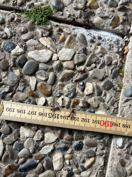 Myror kryper på marken bredvid en trälinjal på en stenbelagd yta med små stenar.
