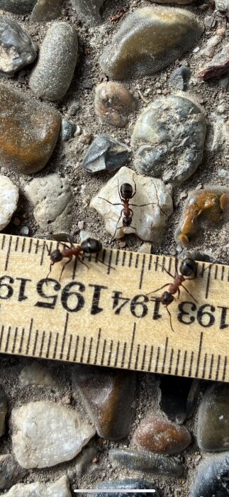 Myror kryper på en linjal som ligger på marken bland småstenar.