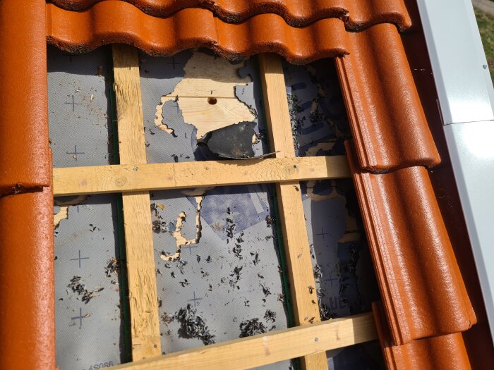 Underlagstak med orange takpannor, skadat av insekter. Synliga träreglar och trasig duk, särskilt kring gavlarna. 2 år gammalt. Anmält till försäkring.