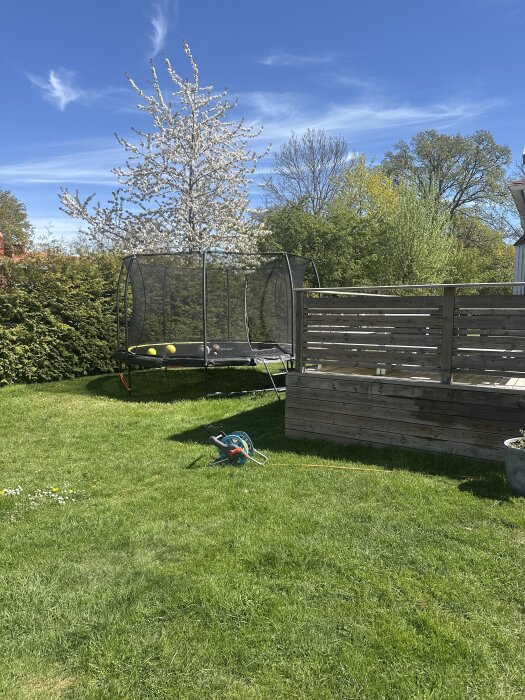 Studsmatta på gräsmatta bredvid en träaltan med blommande träd i bakgrunden.
