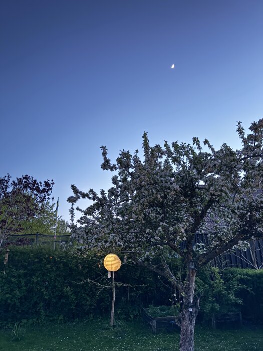 Trädgård på kvällstid med träd, en lysande papperslykta och månskära i himlen.
