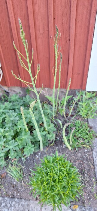 Sparrisplantor växer i en trädgård framför en röd trävägg, omgivna av andra gröna växter.