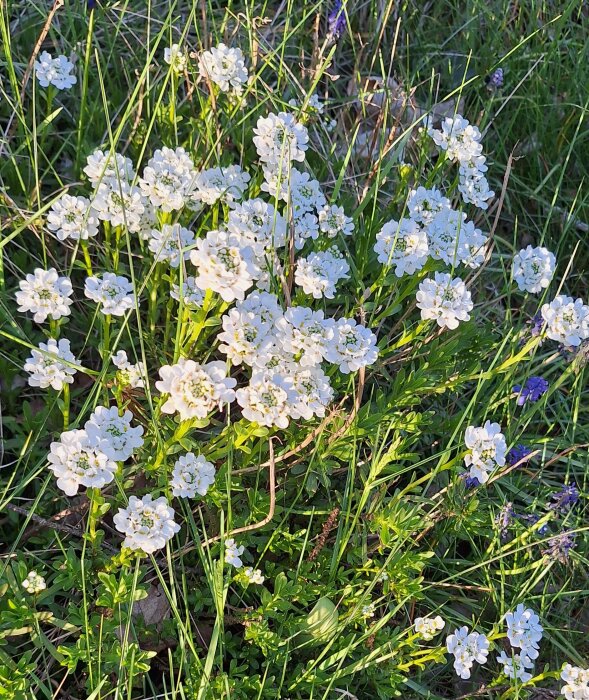 Vita blommor, vinteribiris, växer i grönt gräs med inslag av blå blommor.