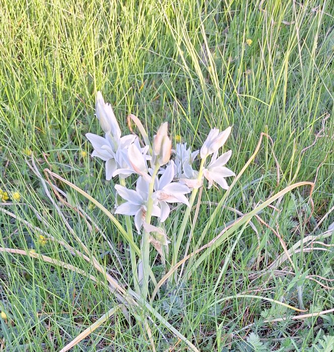Vita vinteririsar blommar i grön gräsmark.