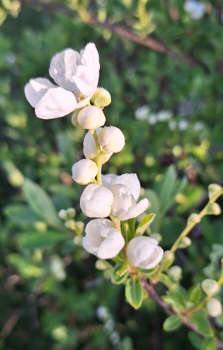 Vit pärlbuske med knoppar och blommor mot en grön bakgrund.