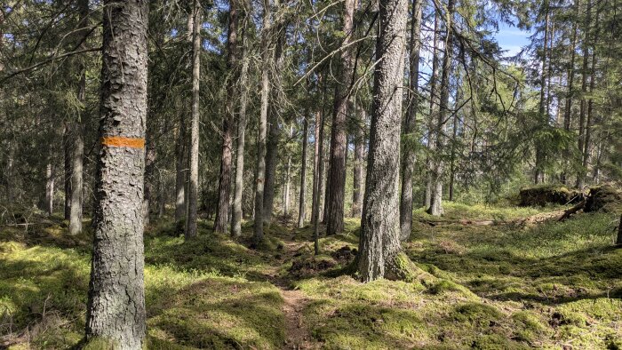 Skog med träd och stig, framsidesträd markerat med orange färg.
