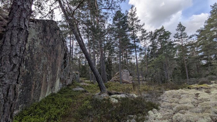 Tallskog med stora stenblock och mark som täcks av mossa och lavar, under en molnig himmel.