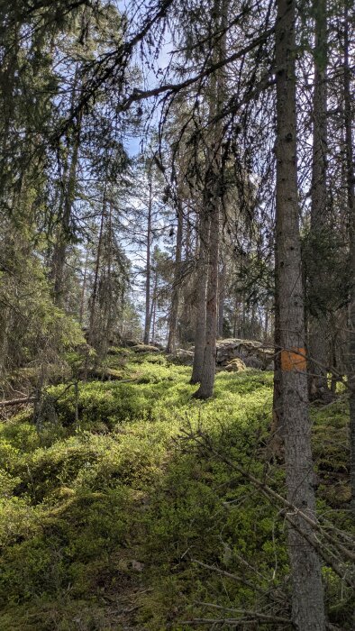 Solbelyst skogsstig omgiven av gröna buskar och höga träd med ett orange märke på ett trädstam.