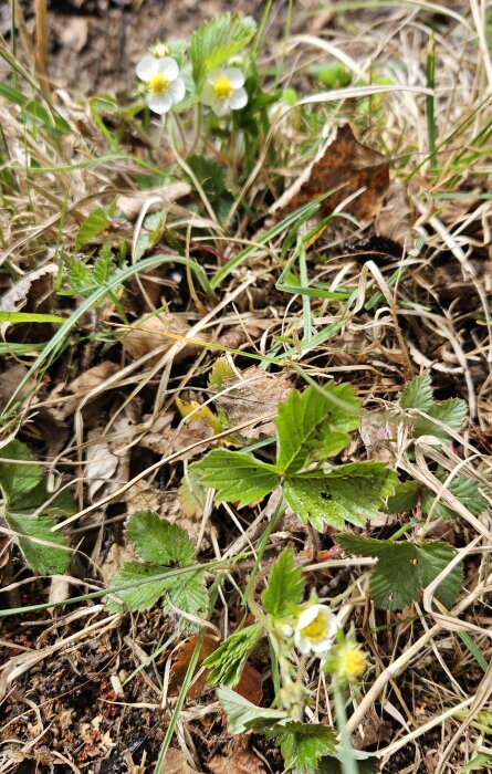 Årets första smultronblommor vid strandkanten, omgivna av torkat gräs och löv.