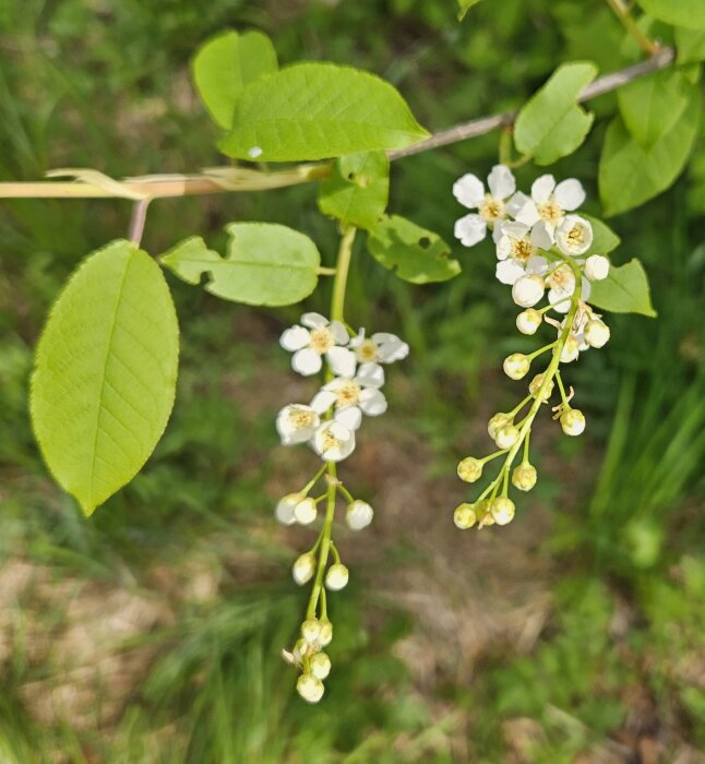 Grön gren med vitblommande kvistar i närbild, symboliskt för sommarens början.