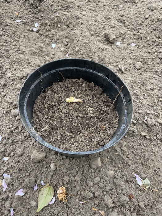 Svart plastkruka fylld med jord och en rotbit med skott, omgiven av bar jord och några löv.