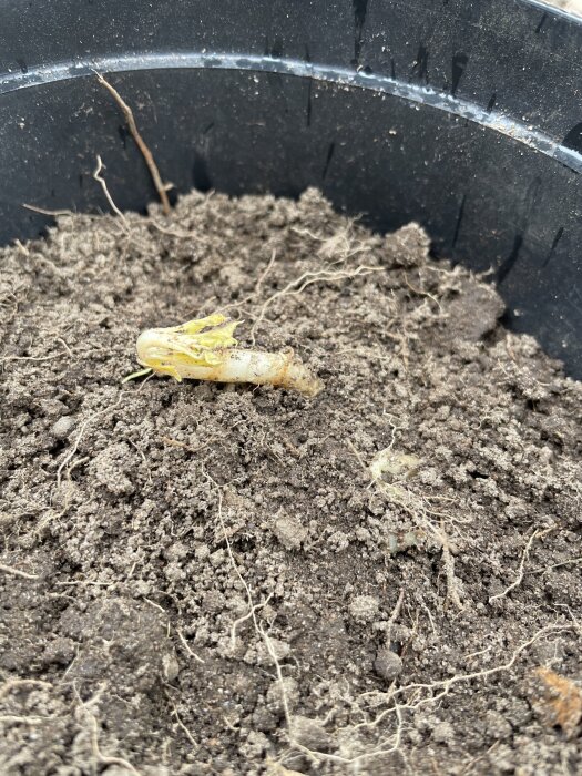 En bit rot i en kruka fyllt med jord, rotens skott syns tydligt ovanpå jordytan.