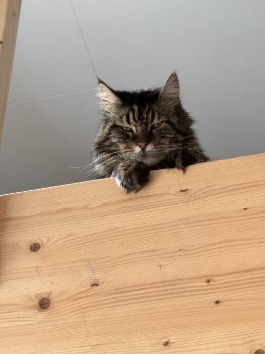 Gammal långhårig katt tittar ner från en trävägg med missnöjd min.