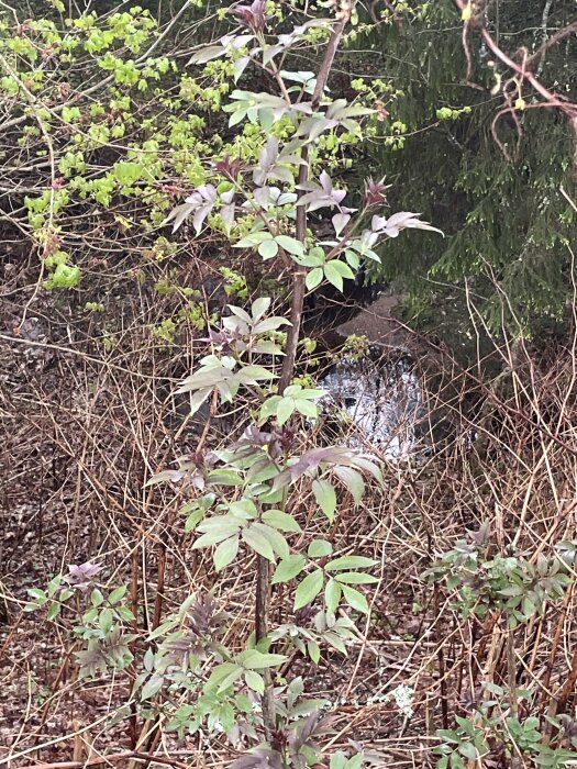 Ungt träd med gröna och lila blad i en trädgård, omgiven av annan växtlighet.