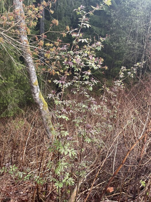 En buske med gröna blad och röda toppar står i en skogsmiljö med barrträd i bakgrunden.