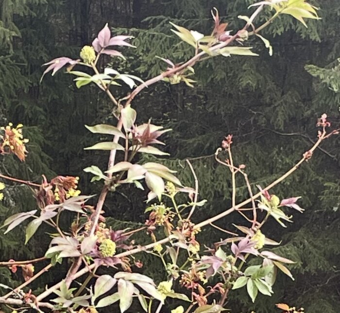 Gren med gröna och purpurfärgade blad, ljusgula knoppar som liknar små bollar, omgiven av skog.