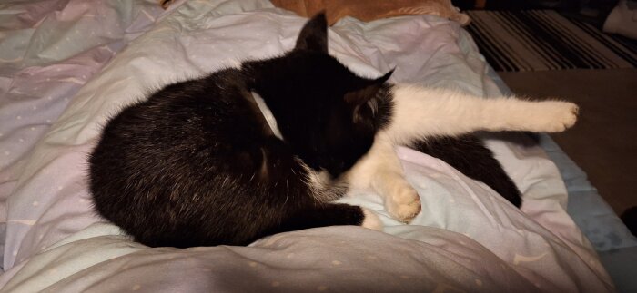 Svartvit katt som tvättar sig på en filt.