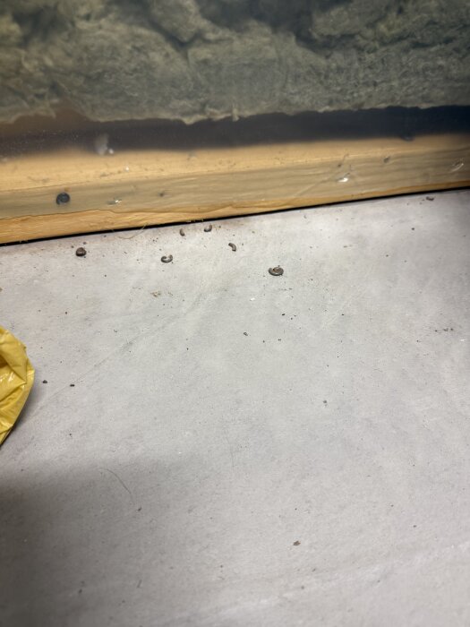 Små insekter på ett garagegolv nära en träregel med isolering ovanför.