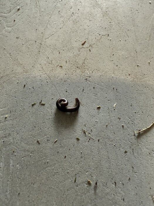 En liten tusenfoting på ett grått garagegolv med spridda skräp och dammkorn runt omkring.
