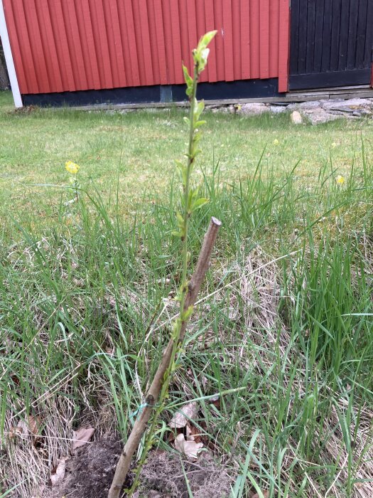 En liten växande planta framför en röd trävägg och gräsmatta i maj 2025.