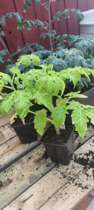 Ljust gröna tomatplantor av sorten Tigrette Cherry med skira blad pÄ ett trÀbord.