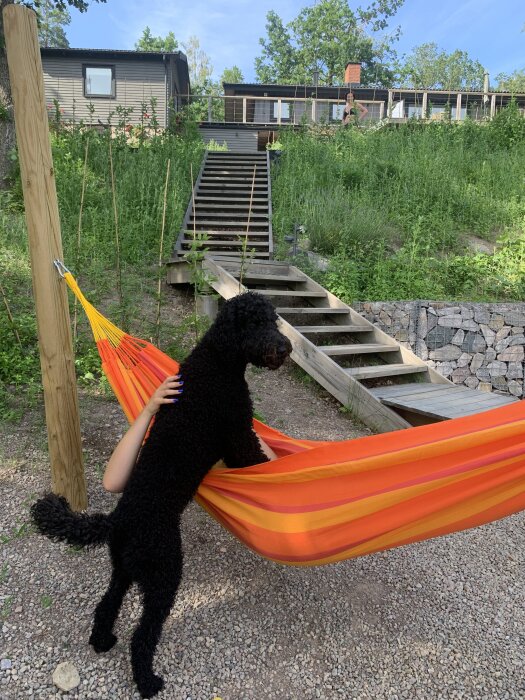 Hund och person i en orange hängmatta av byggtimmer, trappa och hus i bakgrunden.