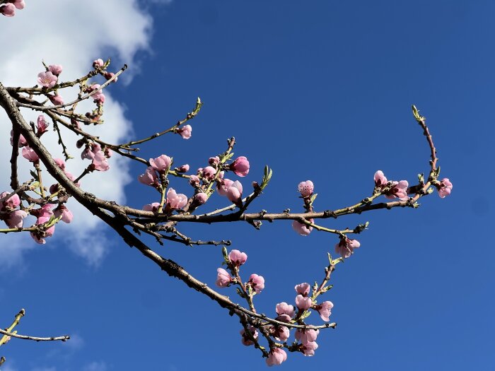 Gren med rosa blommor mot en blå himmel och vita moln.