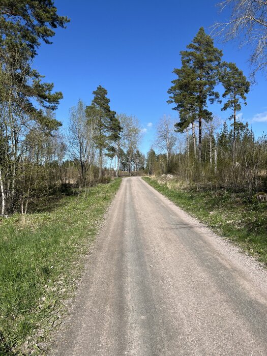 Grusväg omgiven av höga träd och grönt gräs under en klarblå himmel.