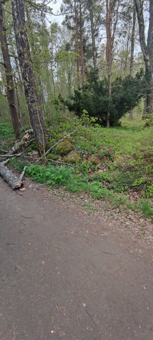 Skogsparti med grusväg, träd med lavar, nedfallna grenar och stenar täckta av mossa. Gröna buskar och höga träd i bakgrunden.