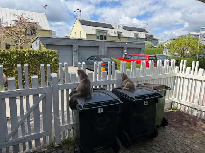 Katter sitter på soptunnor bakom ett vitt staket och tittar ut mot en gata med bilar och hus.