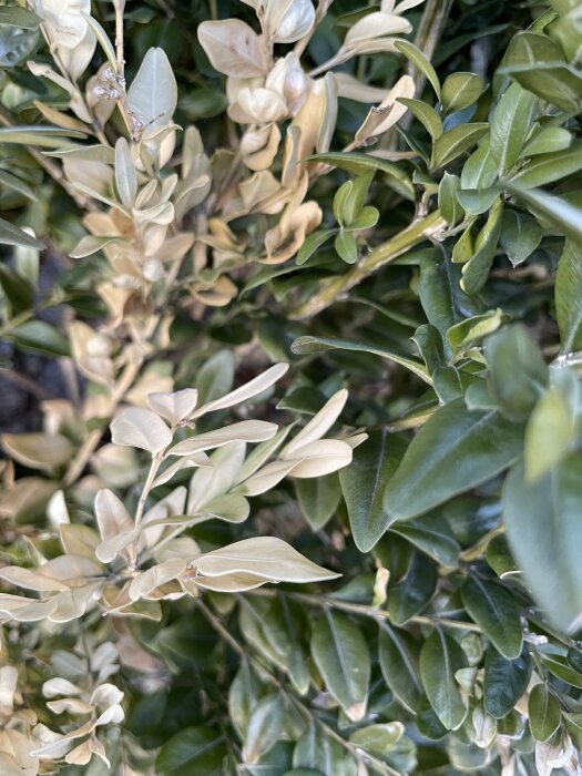 Närbild av buxbomhäck med delvis vissna och bleka blad.