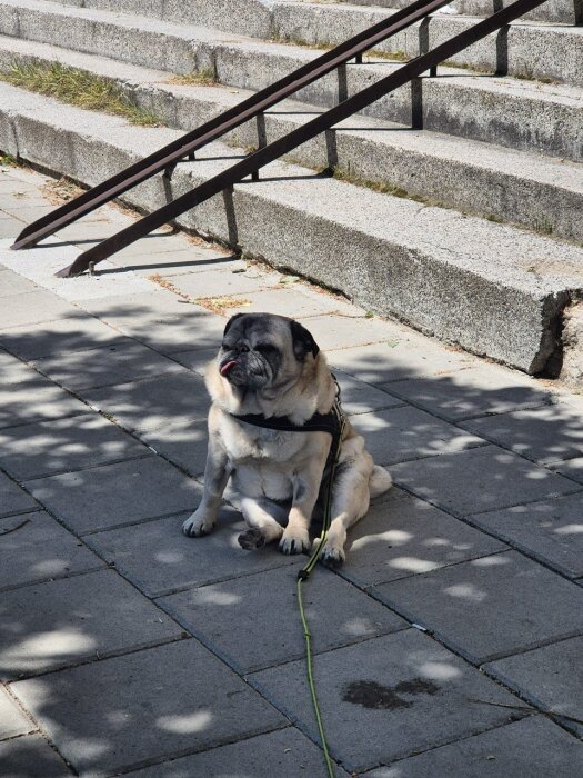 Äldre mops sitter på trottoar i skuggan efter operation, kopplad med sele. Betongtrappor i bakgrunden.