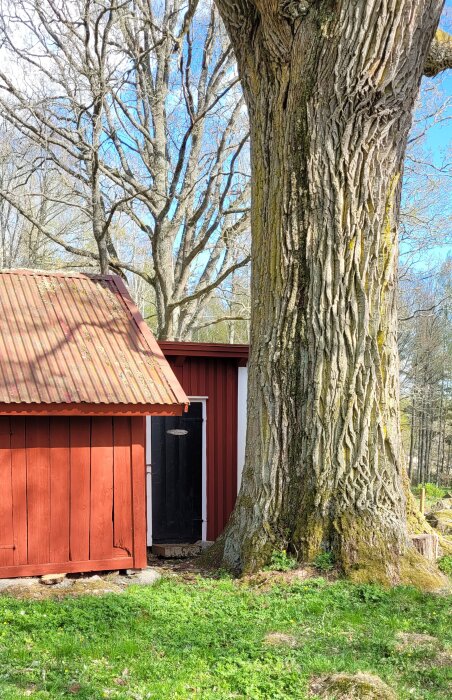 Stor ek med omfattande trädstam bredvid röd träbod i soligt skogslandskap.