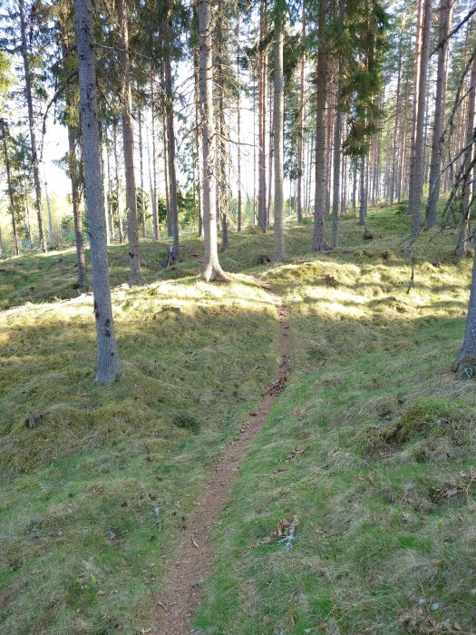 En smal stig genom en solbelyst barrskog med mossa och gräs på marken. Träden står tätt och skogen sträcker sig långt bort.