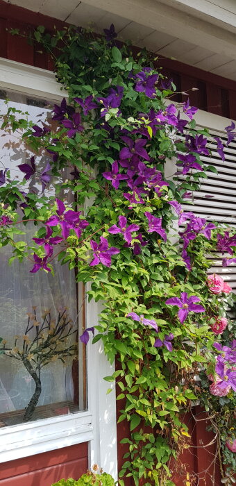 Lila klematisblommor klättrar längs en husvägg nära ett fönster med persienner, omgivna av grönskande lövverk.