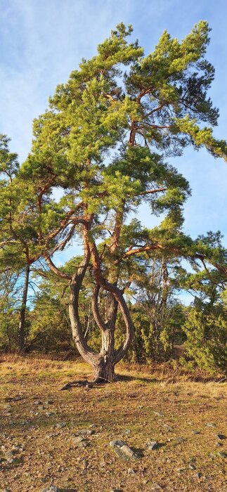 Vindpinat träd med snirkliga grenar på en öppen äng. Klarblå himmel i bakgrunden och omgivande skog.