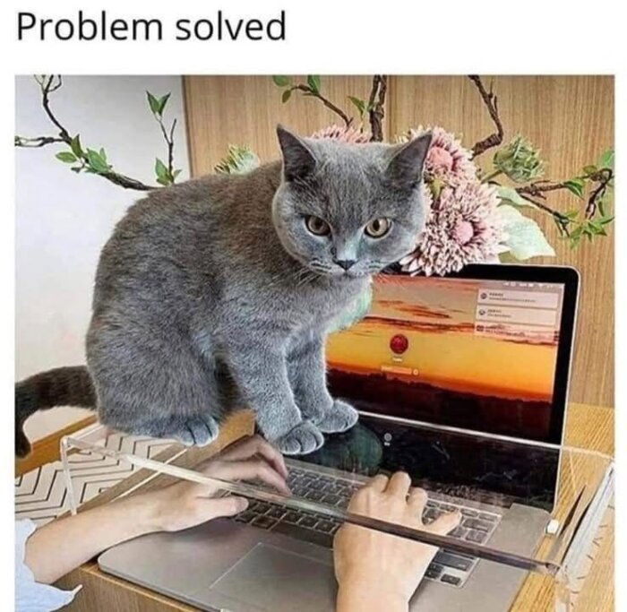 Grå katt sitter på ett plexiglas över en bärbar dator medan en person skriver på tangentbordet. Texter: "Problem solved" och "Katthumor".