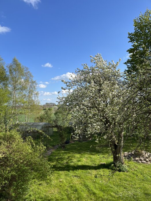 Blommande päronträd i trädgård med somrig grönska och klarblå himmel, växthus syns i bakgrunden.