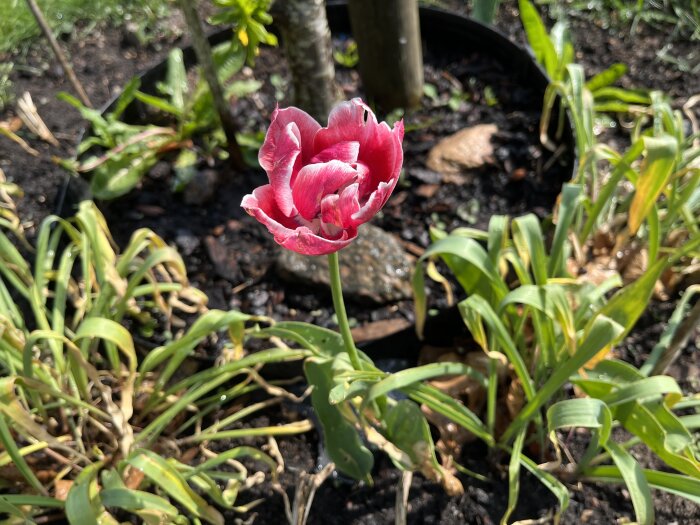 En rosa tulpan blommar i trädgården omgiven av gröna blad och jordig mark.