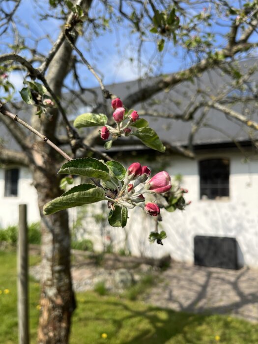 Äppelträd med knoppande blommor i trädgårdsmiljö framför en vit byggnad.