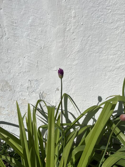 En blommande alliumknopp framför en vit vägg med gröna blad.