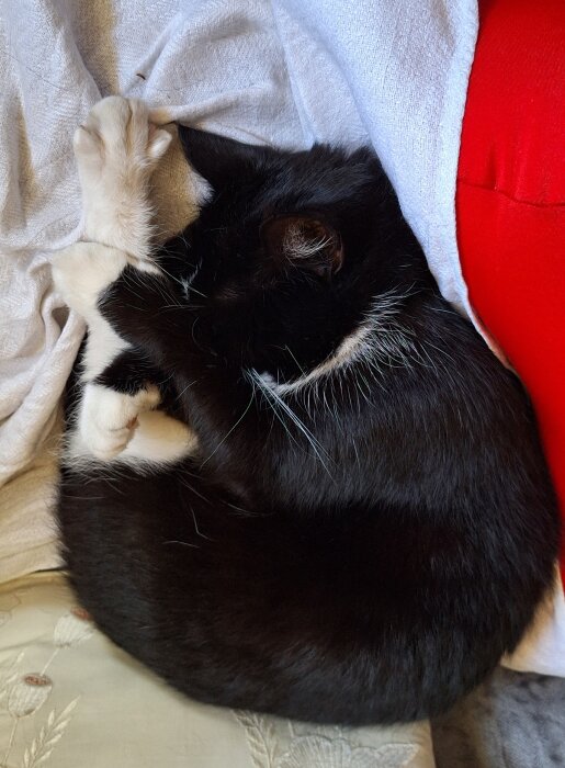 Svartvit katt sover ihopkrupen på vit filt och röd kudde.