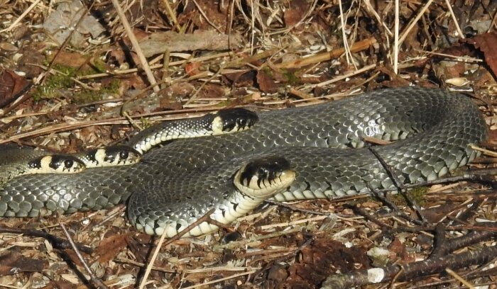 En orm med mörka fjäll och gula markeringar på huvudet, liggande på marken bland löv och kvistar.