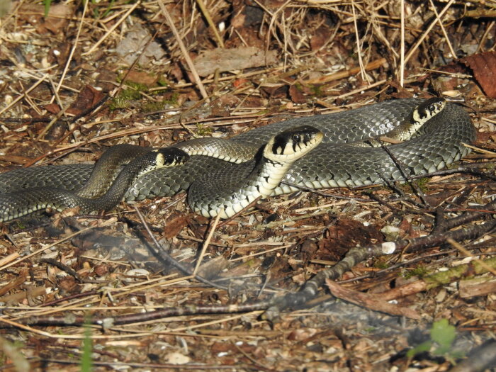 Orm som ligger på marken bland torra löv och gräs i en trädgård, fotograferad i april 2021.