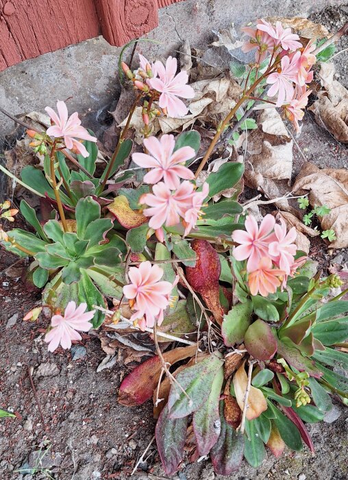 Lewisia-växt med rosa blommor växer vid en rödvägg och torrt lövverk.