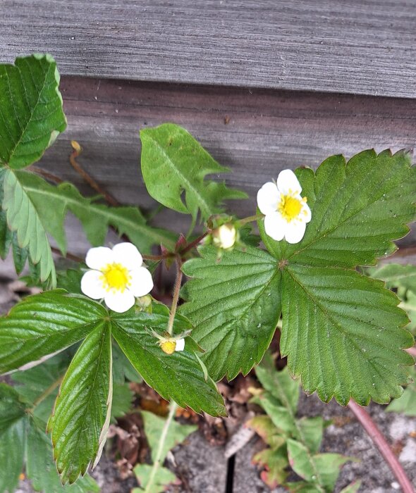 Smultronplanta med gröna blad och små vita blommor, växande mot en trävägg.