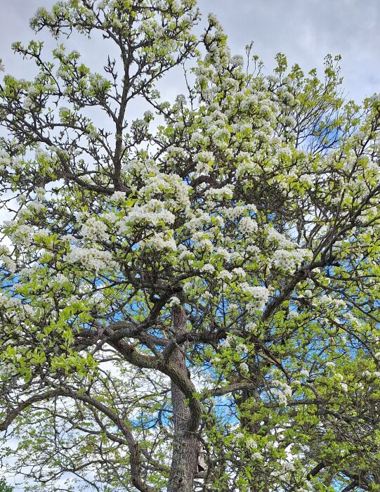 Stort päronträd fullt i vita blommor mot en blå himmel med några moln.